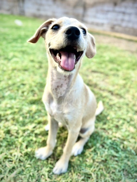 Enzo