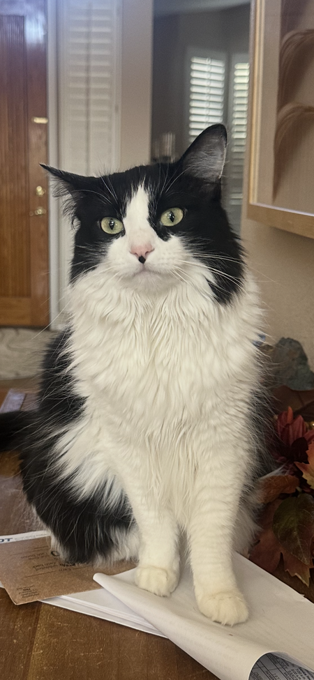 Princess Mooski Babooski (MooMoo for short)