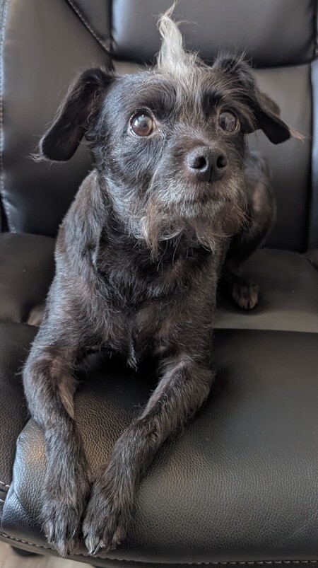 Louie