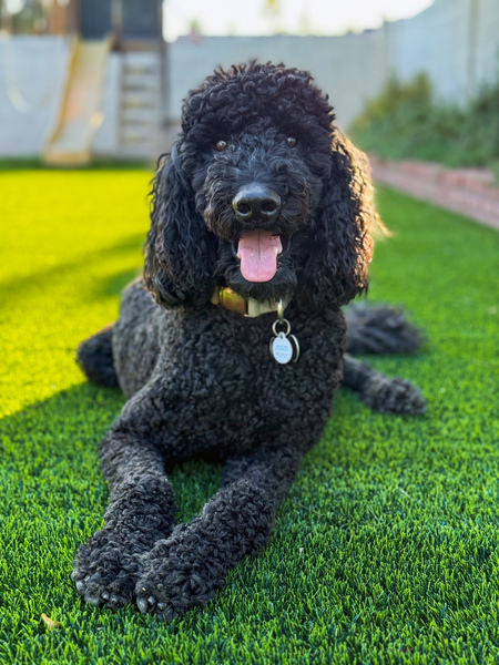 Ozzie