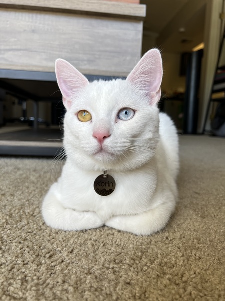 Korin