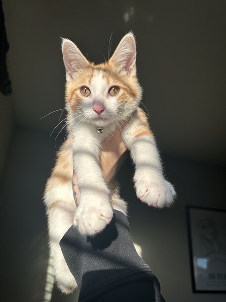 Archie