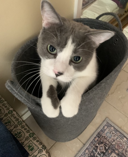 Pierre