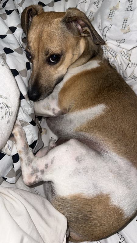 Booker Boo