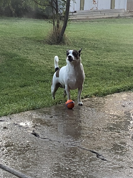 Ziggy 