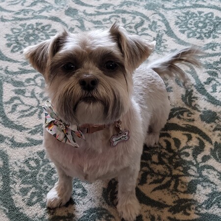 Sweet Pea