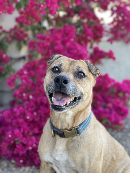 Koa