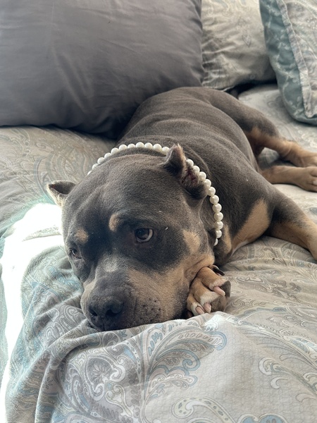 Ms Kiwi