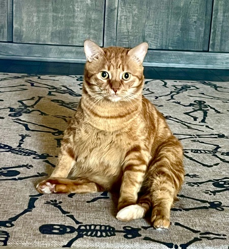 Oliver 