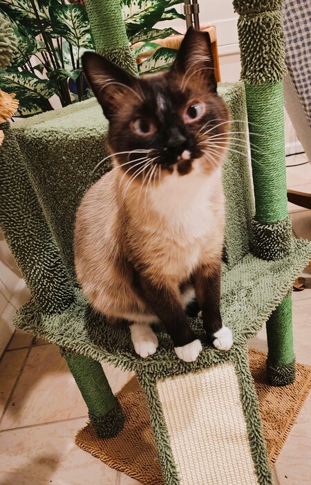 Grigio