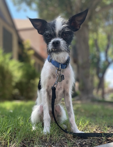 Chip
