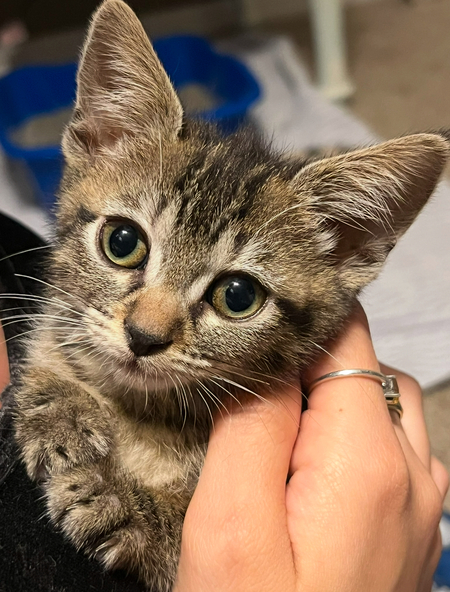 Nala