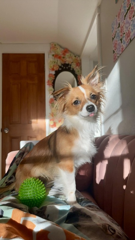 Frankie