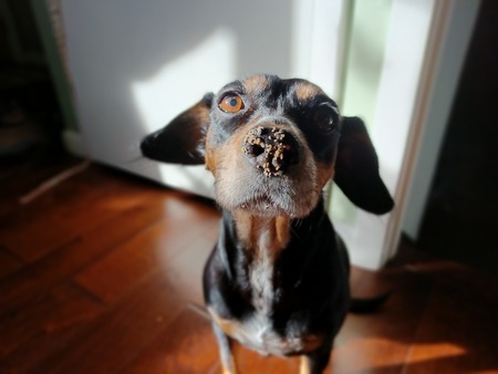 Mollie