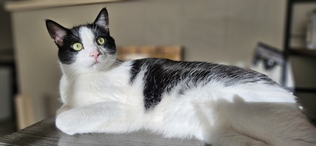 Mozzie