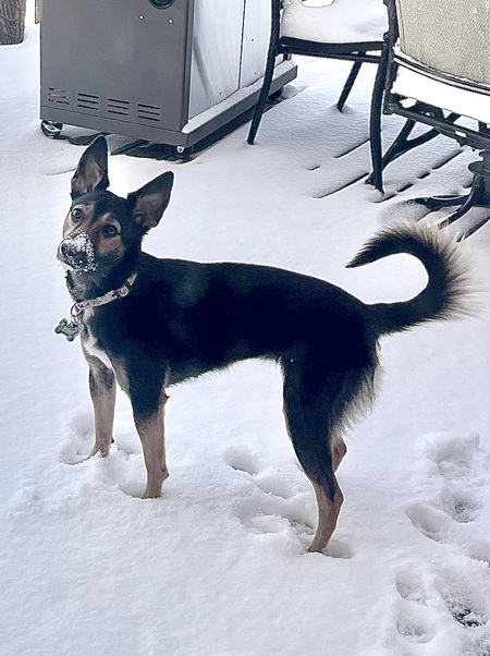 Freyja