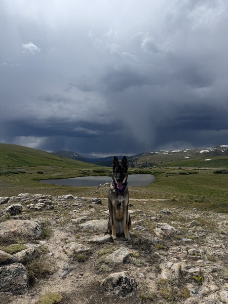 Lupin