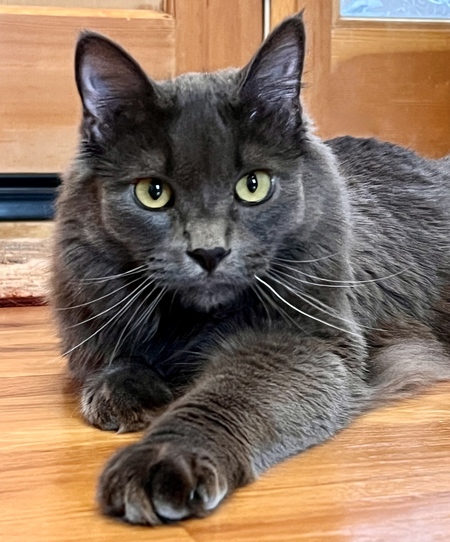 Merlin