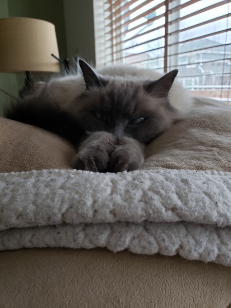 Kasha
