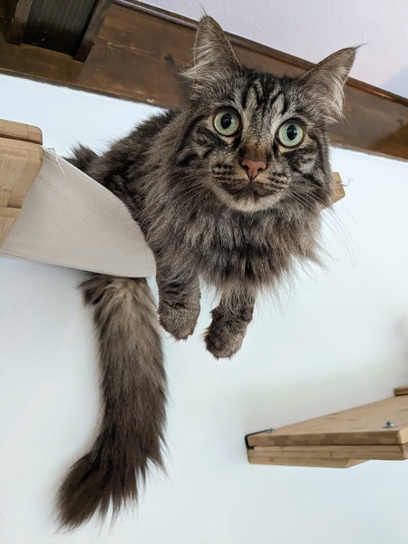 Nutmeg
