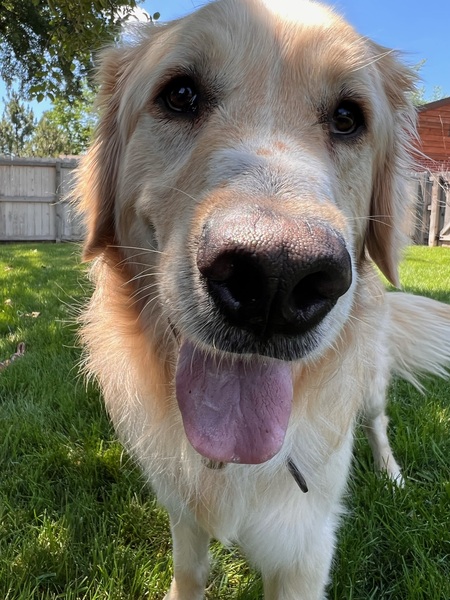 Buddy