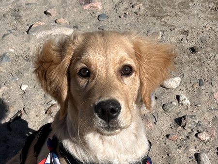 Finn