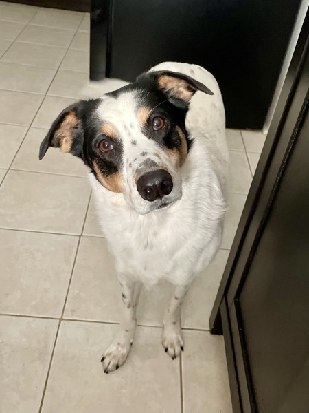 Ellie