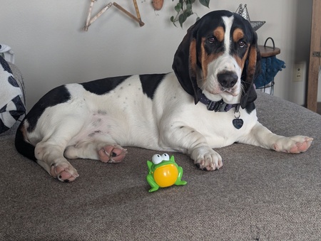 Shamus