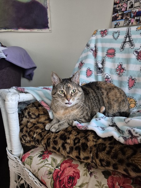 PIPER