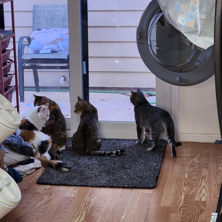 Kitties 