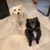 Entry image for Clementine & Penelope