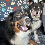 Entry image for Smitty & Angus