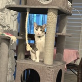 Entry image for Skippy aka “Boots”