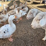 Entry image for sheep and geese