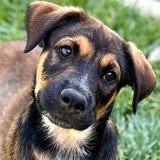 Entry image for Athena