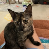 Entry image for Alice