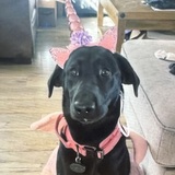 Entry image for Pandora 