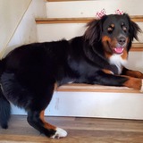 Entry image for Astraea Thunder