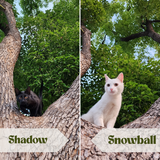 Entry image for Snow and Shadow 