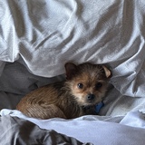 Entry image for Bacon