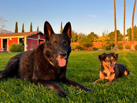 Curry and Dodger