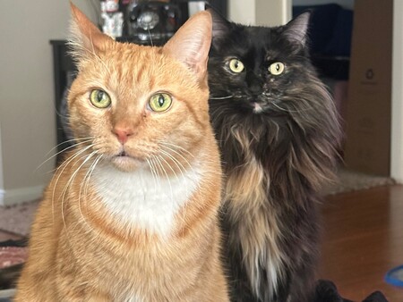 Dexter and Wicket 