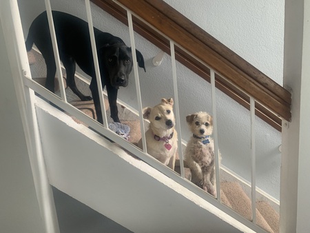 Toby, Koda and Frankie