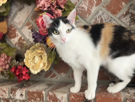 Gina