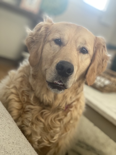 Harper