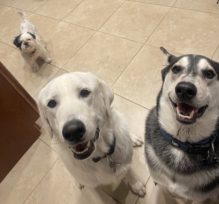 Zanna, Sam, and Bubby