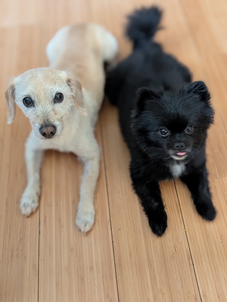 Clementine & Penelope