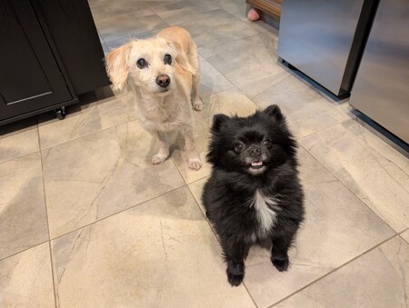 Entry image for Clementine & Penelope. Clicking this image will show a larger photo