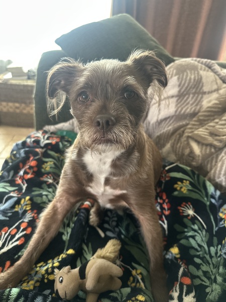 Mazie Grey