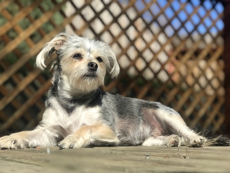 Maxie Boy
